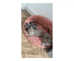 Hermosos gatitos British Shorthair