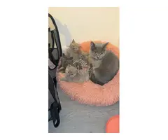 Hermosos gatitos British Shorthair