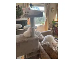 Gatitos persas