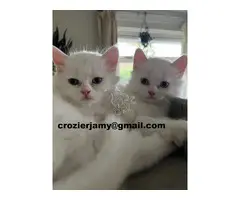 Gatitos persas