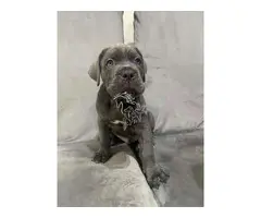 Cachorros de Cane Corso - 1