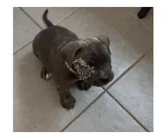 Cachorros de Cane Corso - 2