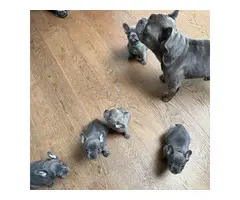 Cachorros de Bulldog Francés
