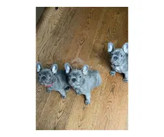 Cachorros de Bulldog Francés