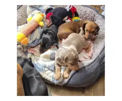 Preciosos cachorros de Dachshund (Teckel) disponibles