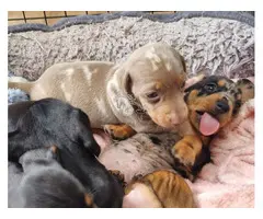 Preciosos cachorros de Dachshund (Teckel) disponibles