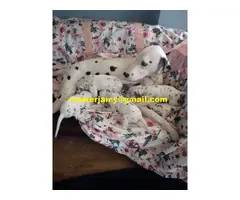Cachorros de Dálmata