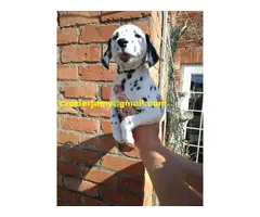 Cachorros de Dálmata