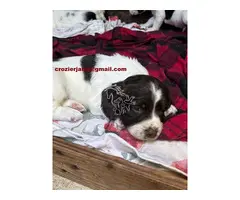 Preciosos English Springer Spaniels listos para irse