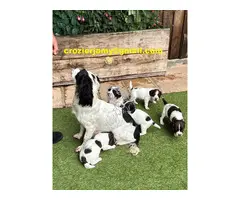 Preciosos English Springer Spaniels listos para irse