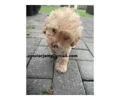 Cachorros de Cavapoochon