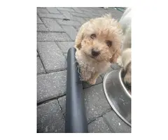 Cachorros de Cavapoochon