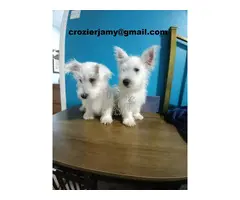 .Cachorros de West Highland Terrier (Westie)