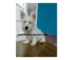 .Cachorros de West Highland Terrier (Westie)