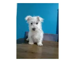 .Cachorros de West Highland Terrier (Westie)