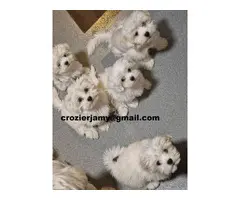 Preciosos cachorros de Bichón Maltés de raza pura