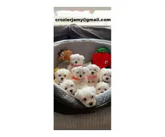 Preciosos cachorros de Bichón Maltés de raza pura