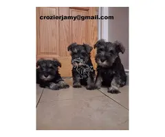 Cachorros de Schnauzer Miniatura registrados