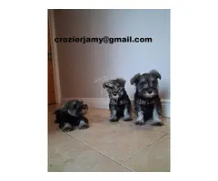 Cachorros de Schnauzer Miniatura registrados