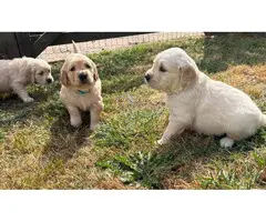 Cachorros de Golden Retriever