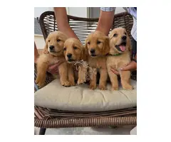 Cachorros de Golden Retriever
