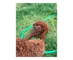 Cachorros de Caniche Toy