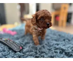 Cachorros de Caniche Toy