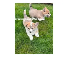 Cachorros de Pembroke Welsh Corgi