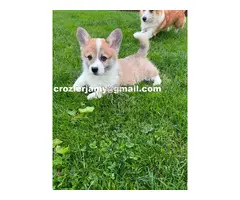 Cachorros de Pembroke Welsh Corgi