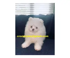 Cachorros de Pomerania