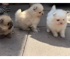Cachorros de Pomerania