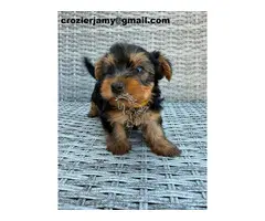 Hermosos cachorros de Yorkshire Terrier