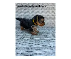 Hermosos cachorros de Yorkshire Terrier