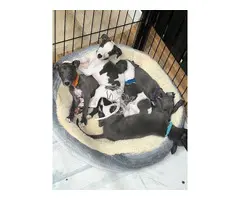 Preciosos cachorros de Whippet