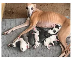 Preciosos cachorros de Whippet