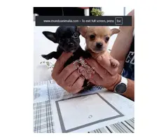 Preciosos cachorros de Chihuahua disponibles,