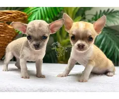 Preciosos cachorros de Chihuahua disponibles,