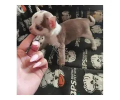 Preciosos cachorros de Chihuahua disponibles,
