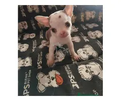 Preciosos cachorros de Chihuahua disponibles,