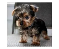 Cachorros de Yorkshire Terrier de calidad