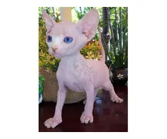 Preciosos gatitos Sphynx