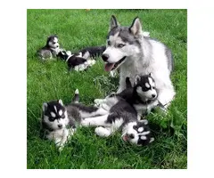 REGALO CACHORROS DE HUSKY SIBERIANO MACHO Y HEMBRA LISTOS