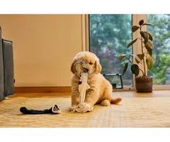 Cachorros De Golden Retriver