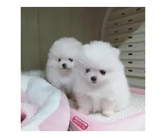 Cachorros de pomerania en adopción
