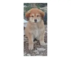 Se vende 3 perros cahorros
