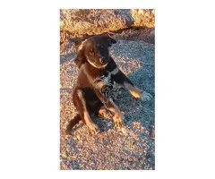Se vende 3 perros cahorros