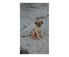 Se vende 3 perros cahorros