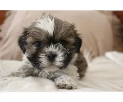 Lindos cachorros Shih Tzu – machos e fêmeas