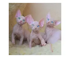 Gatitos Sphynx (machos y hembras)