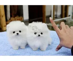 Cachorros de pomerania
